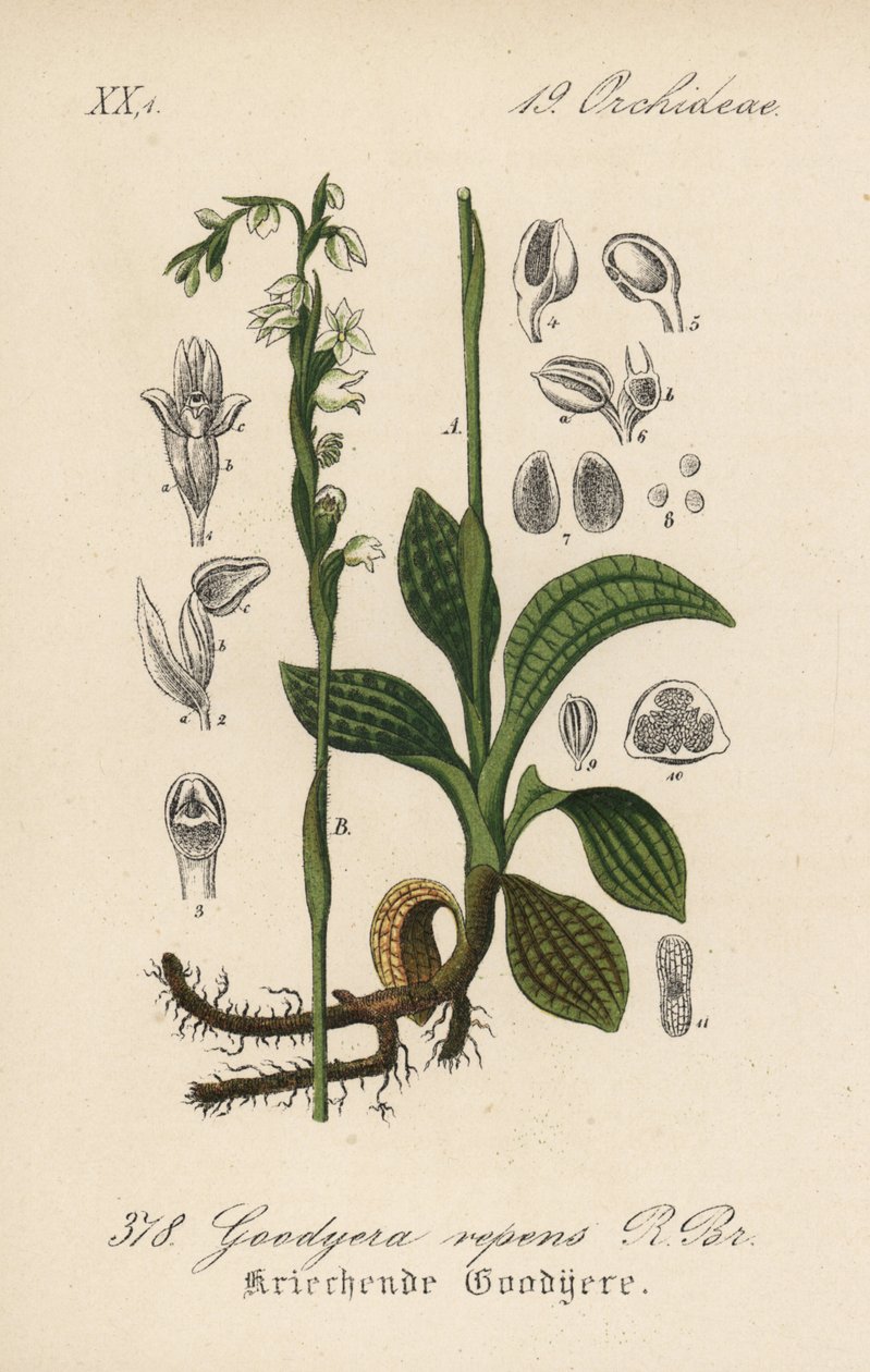 Hiipivä Goodyere - Hiipivä leppäkerttu, Goodyera repens. Käsin väritetty litografia Diederich von Schlechtendalin teoksesta Saksan kasvisto (Flora von Deutschland), Jena. tekijältä Unbekannter Künstler