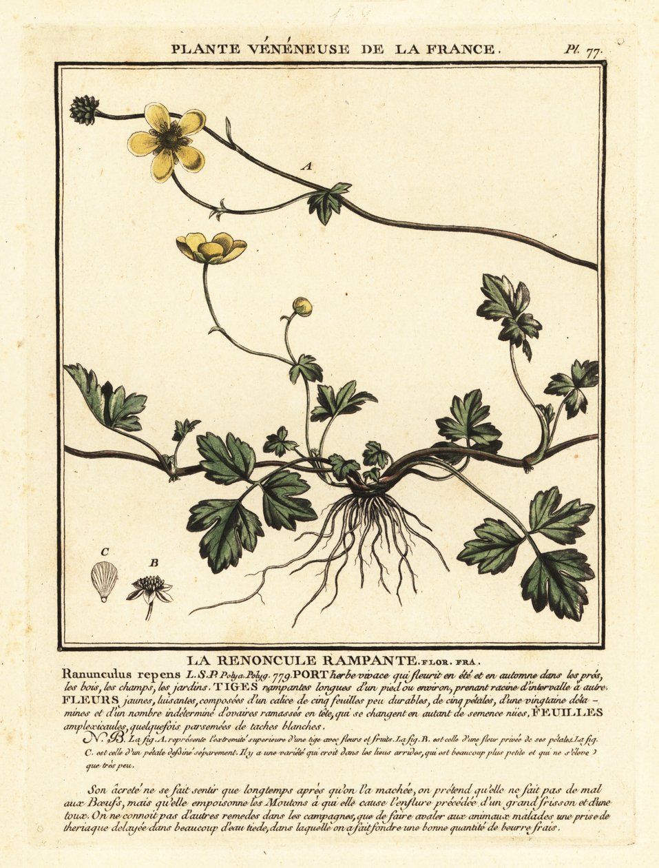 Hiipivä leinikki, Ranunculus repens. tekijältä Unbekannter Künstler