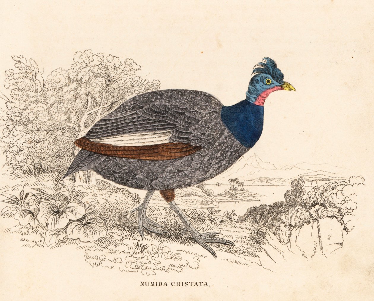Harjakurjenpolvi, Guttera pucherani (Numida cristata). Käsinväritetty teräskaiverrus Georg Friedrich Treitschken luonnonhistoriallisesta galleriasta, Naturhistorischer Bildersaal des Thierreiches, Liepzig. tekijältä Unbekannter Künstler