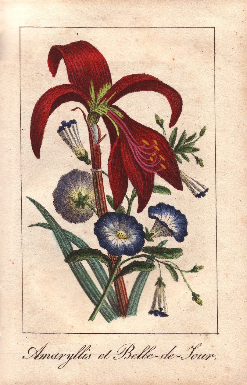 Crimson amaryllis ja kääpiö aamunkoitto, Hippeastrum ja Convolvulus tricolor. tekijältä Unbekannter Künstler