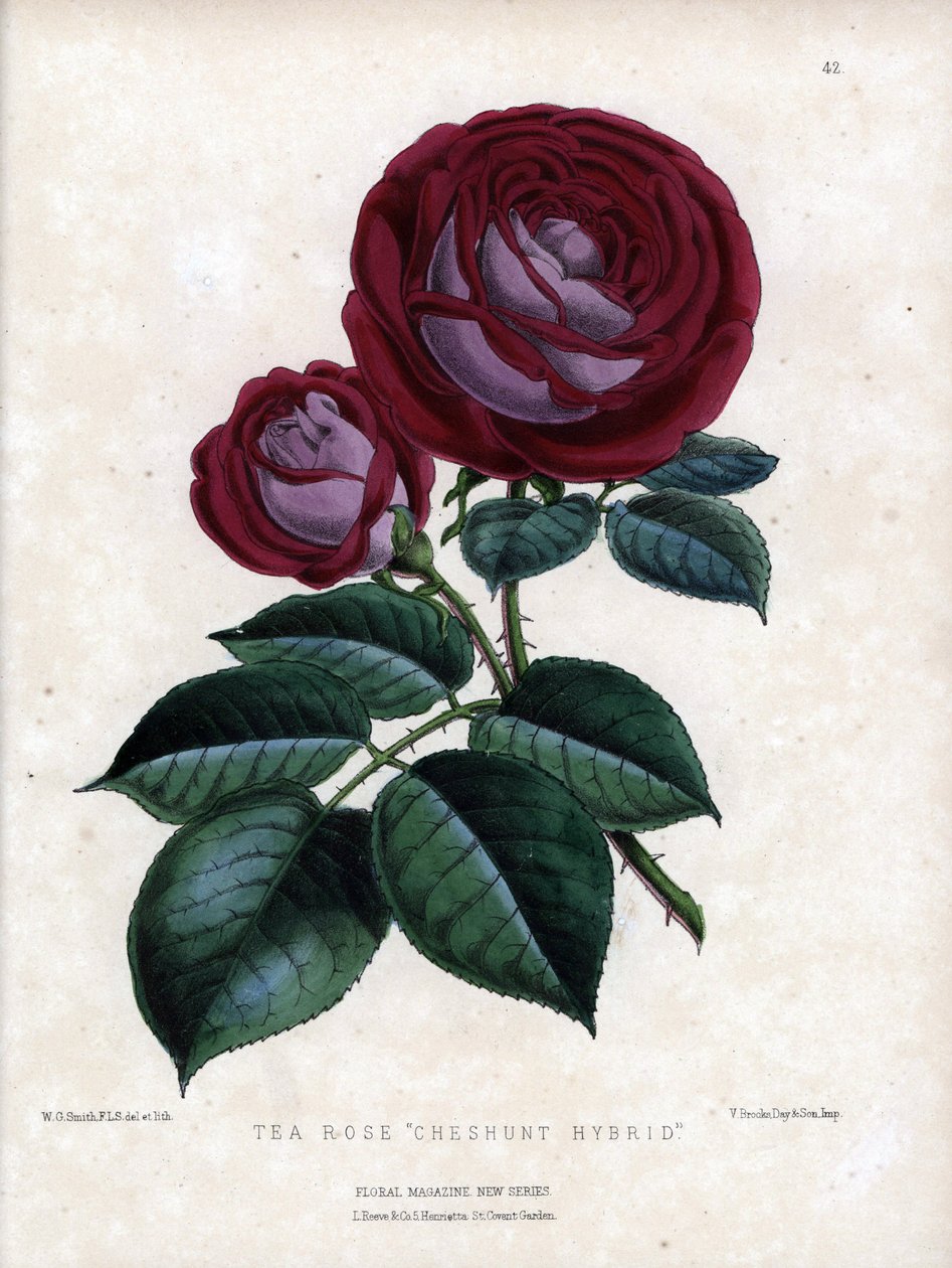 Purppuranpunainen ja violetti. Kasvihuoneessa kasvatettu teehybridi, tyyppi Rose of China. Worthington G. Smithin (1835-1917) litografia, julkaistu Floral Magazine -lehdessä. tekijältä Unbekannter Künstler