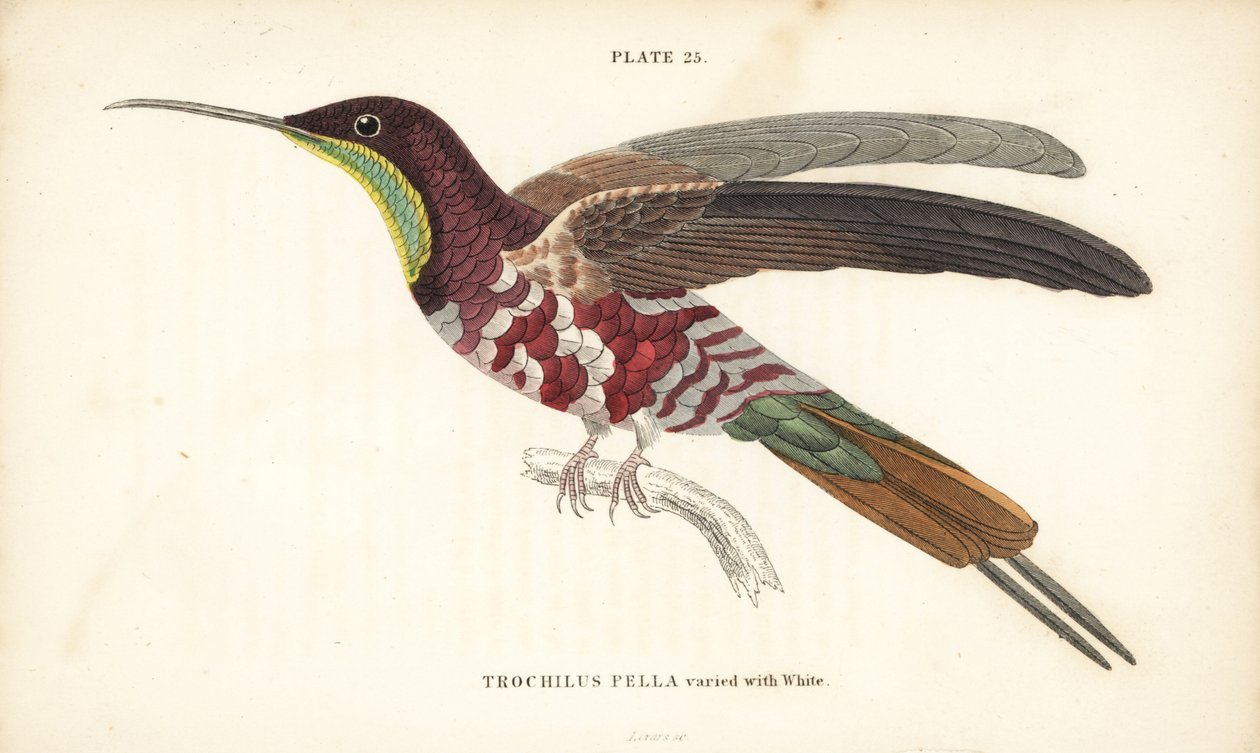 Crimson topaz vaihtelee valkoisen kanssa, Topaza pella (Trochilus pella). William Lizarsin käsin värjätty teräskaiverrus Sir William Jardinen Naturalist