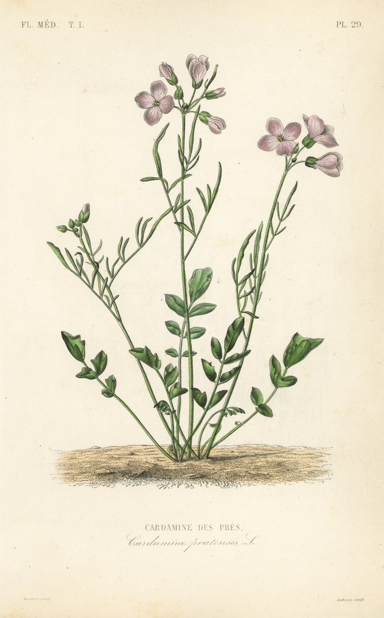 Käkikukka, Cardamine pratensis, Cardamine des pres tekijältä Unbekannt