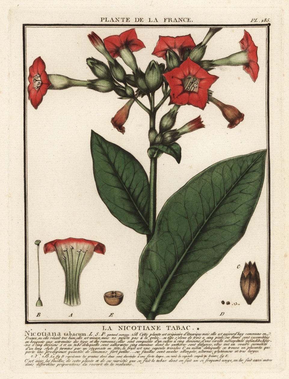 Viljelty tupakka, Nicotiana tabacum. tekijältä Unbekannter Künstler