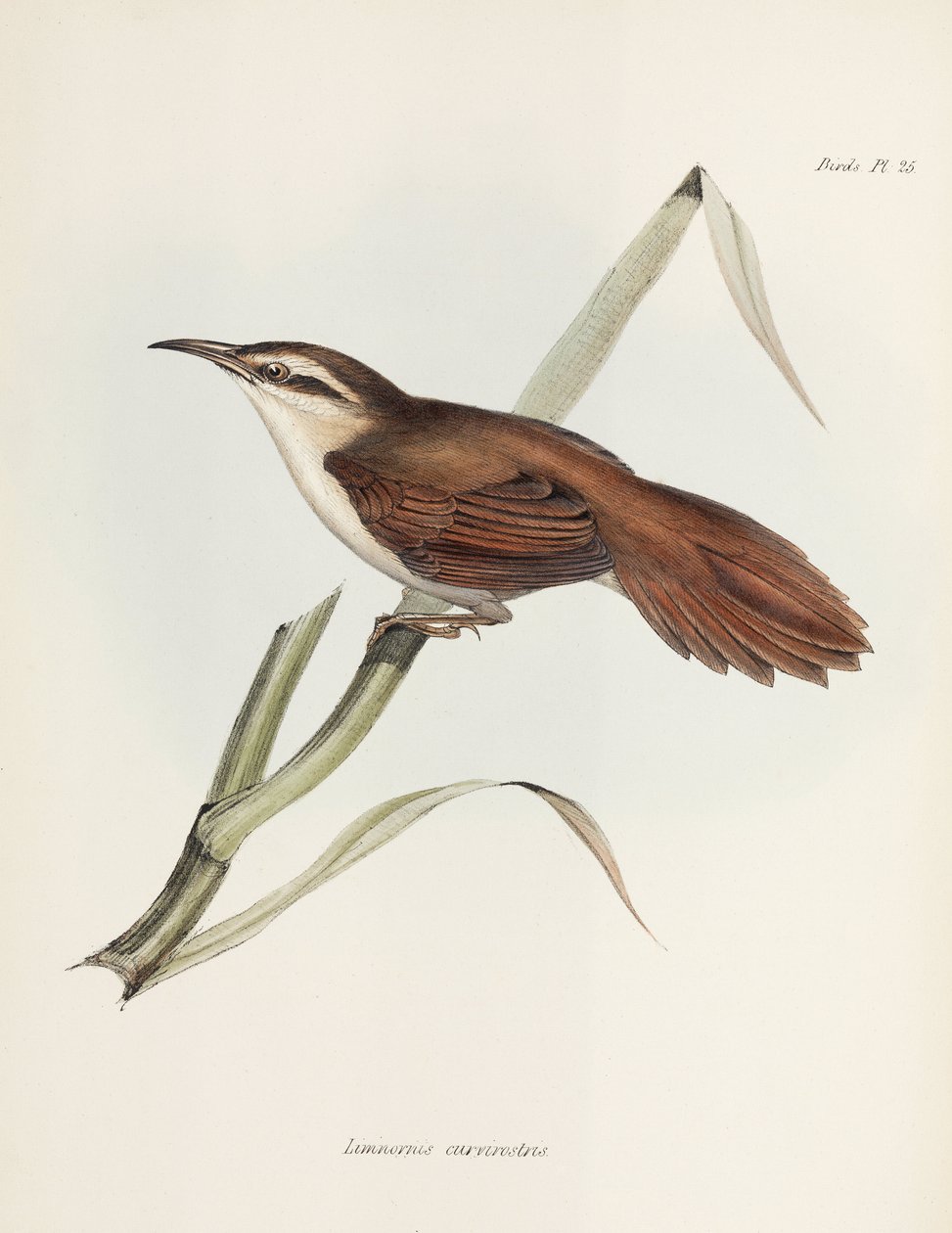 Curve-billed Reedhaunter, Argentiina, n. 1832-1836 tekijältä Unbekannter Künstler