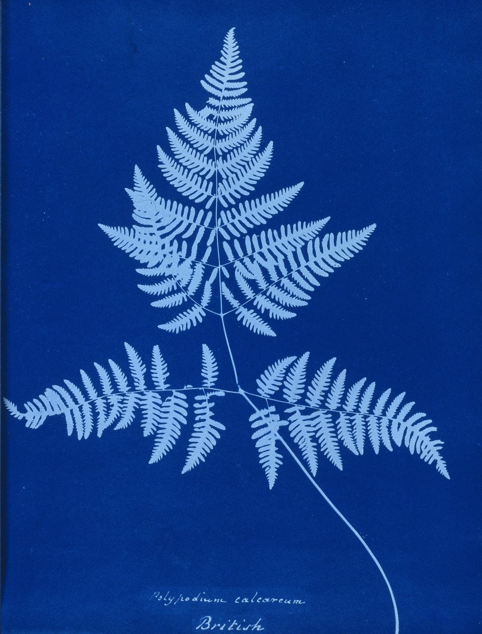 Polypodium calcareumin syanotyyppi tekijältä Unbekannt
