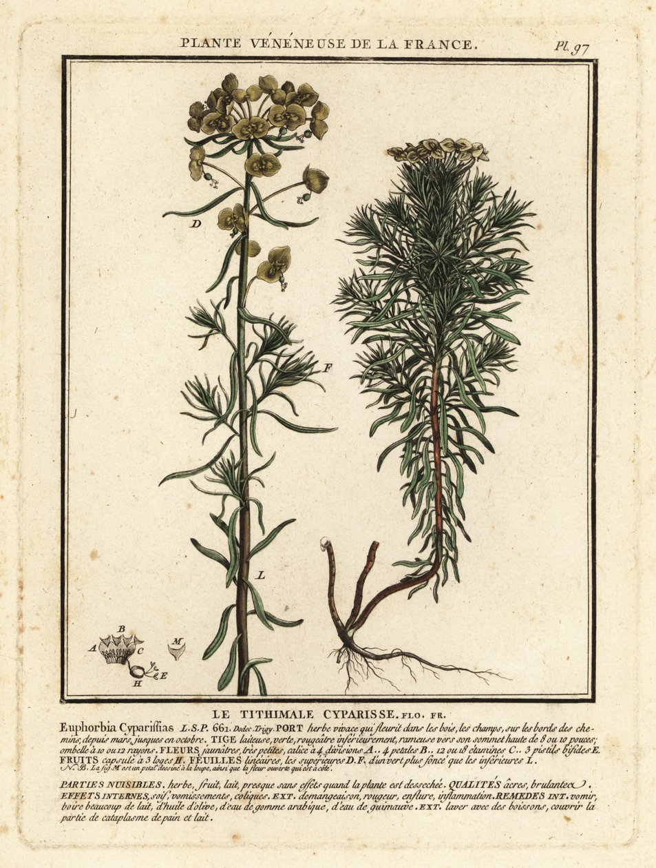 Sypressispurge, Euphorbia cyparissias. tekijältä Unbekannter Künstler