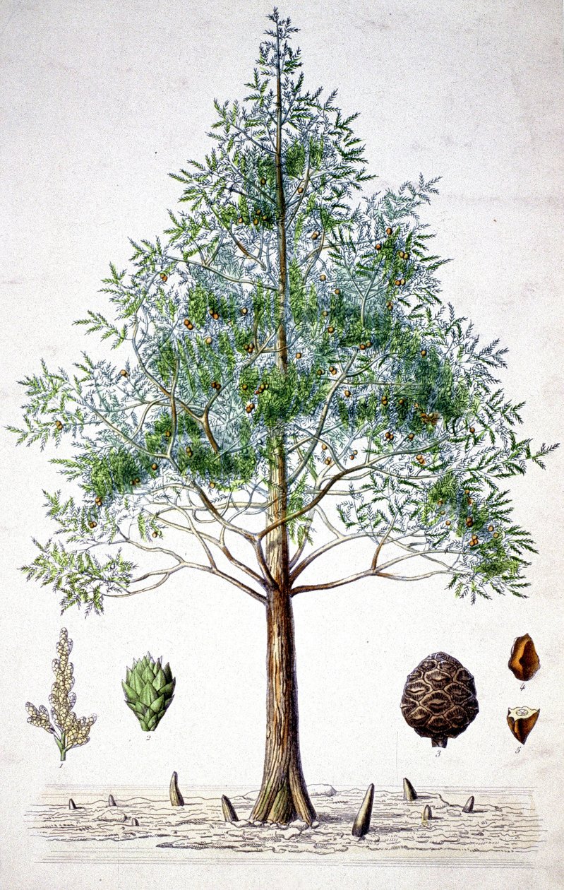 Sypressipuu, 1800-luvun loppupuoli (litografia) tekijältä Unbekannter Künstler