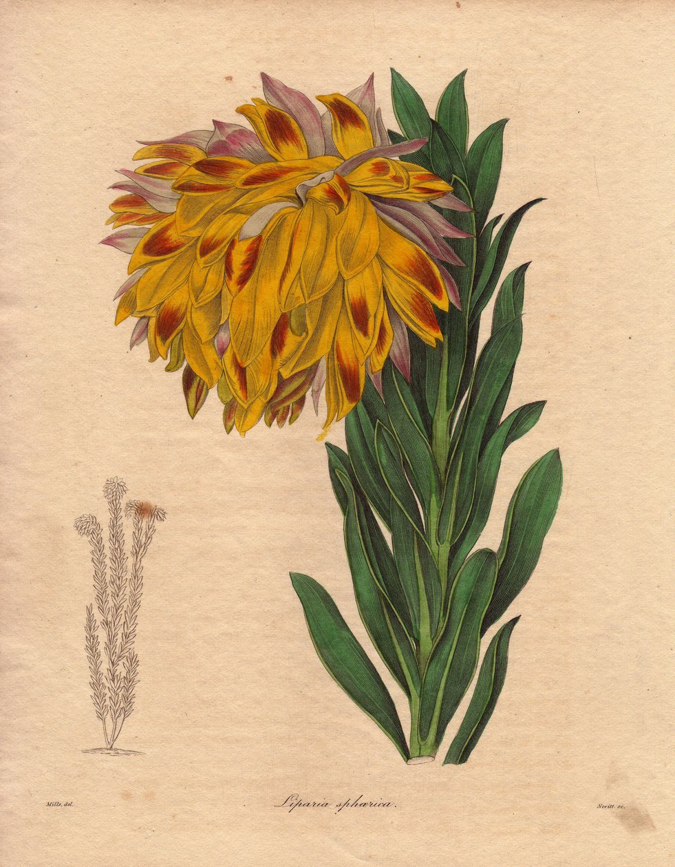 Dahliamuunnos, pallomainen liparia (Liparia sphaerica), jolla on suuri, oranssin värinen, Kapkaupungista (Etelä-Afrikka) kotoisin oleva, nojaava kukka. R. Millsin (toiminut 1836-1842) kuvitus, Benjamin Maundin julkaisemassa The Botanist -sarjassa, joka ilm tekijältä Unbekannter Künstler