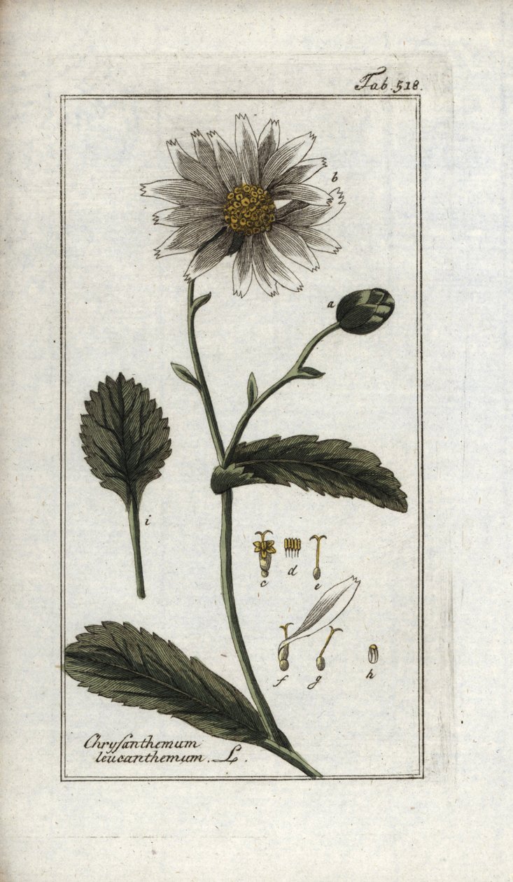 Päivänkakkara (Leucanthemum vulgare). Litografia Johannes Zornin (1739-1799) teoksesta "Afbeelding der Artseny-Gewassen", Alankomaat. tekijältä Unbekannter Künstler
