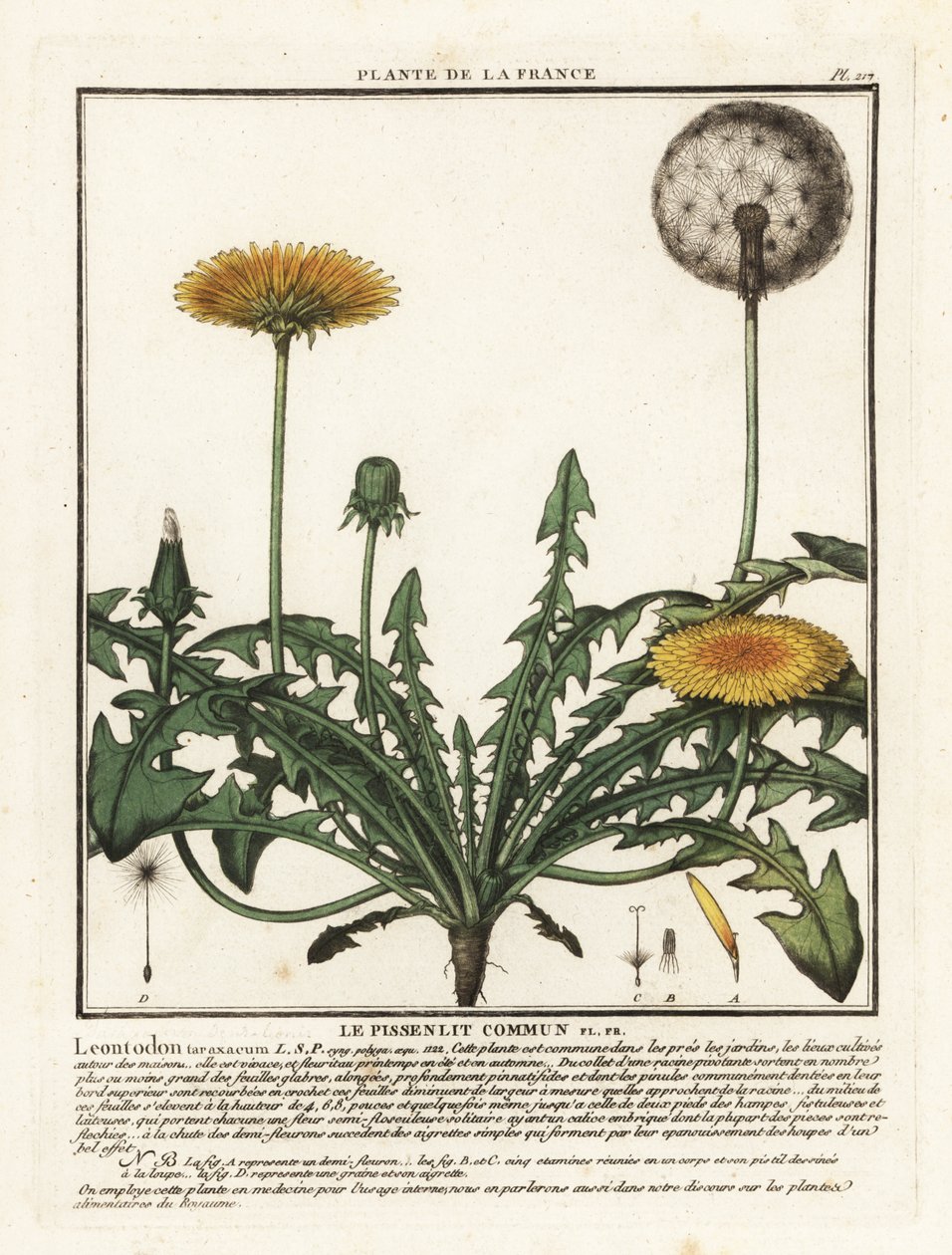 Voikukka, Taraxacum campylodes. tekijältä Unbekannter Künstler