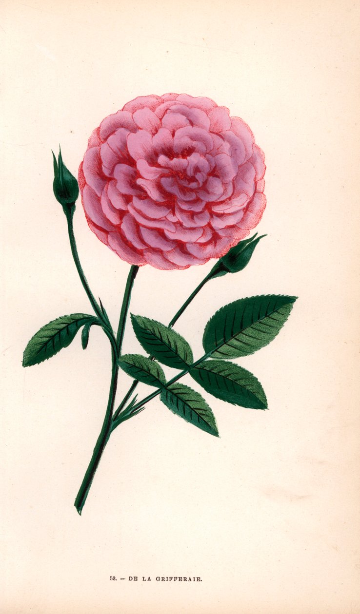 De la Grifferaie -ruusu, Rosa multiflora -risteymä, tuli markkinoille noin vuonna 1846. F. Grobon on piirtänyt ja litografoinut kromolitografian Hippolyte Jamainin ja Eugene Forneyn teoksesta "Les Roses", Pariisi, J. Rothschild. tekijältä Unbekannter Künstler