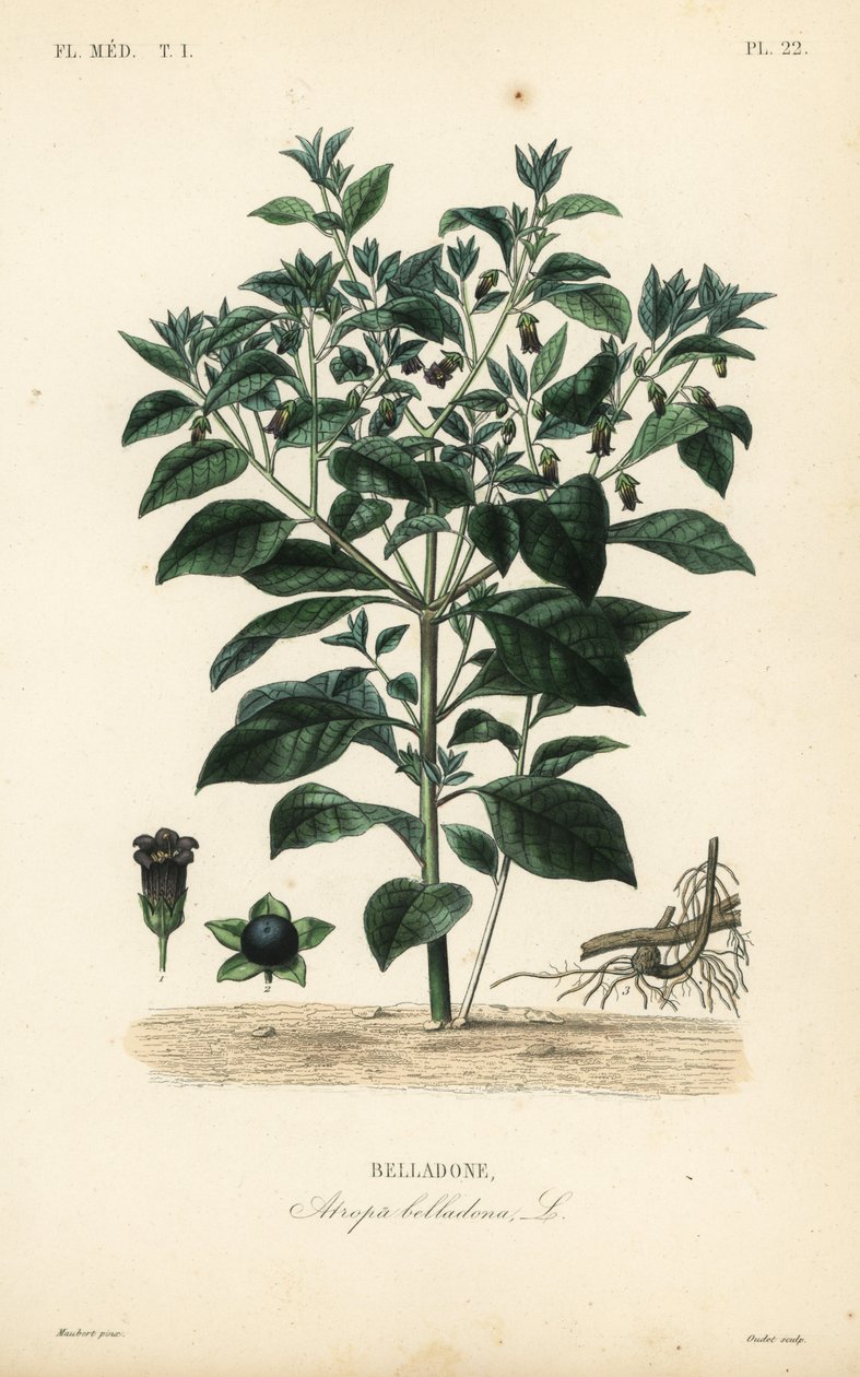 Deadly nightshade, Atropa belladonna, Belladone tekijältä Unbekannt