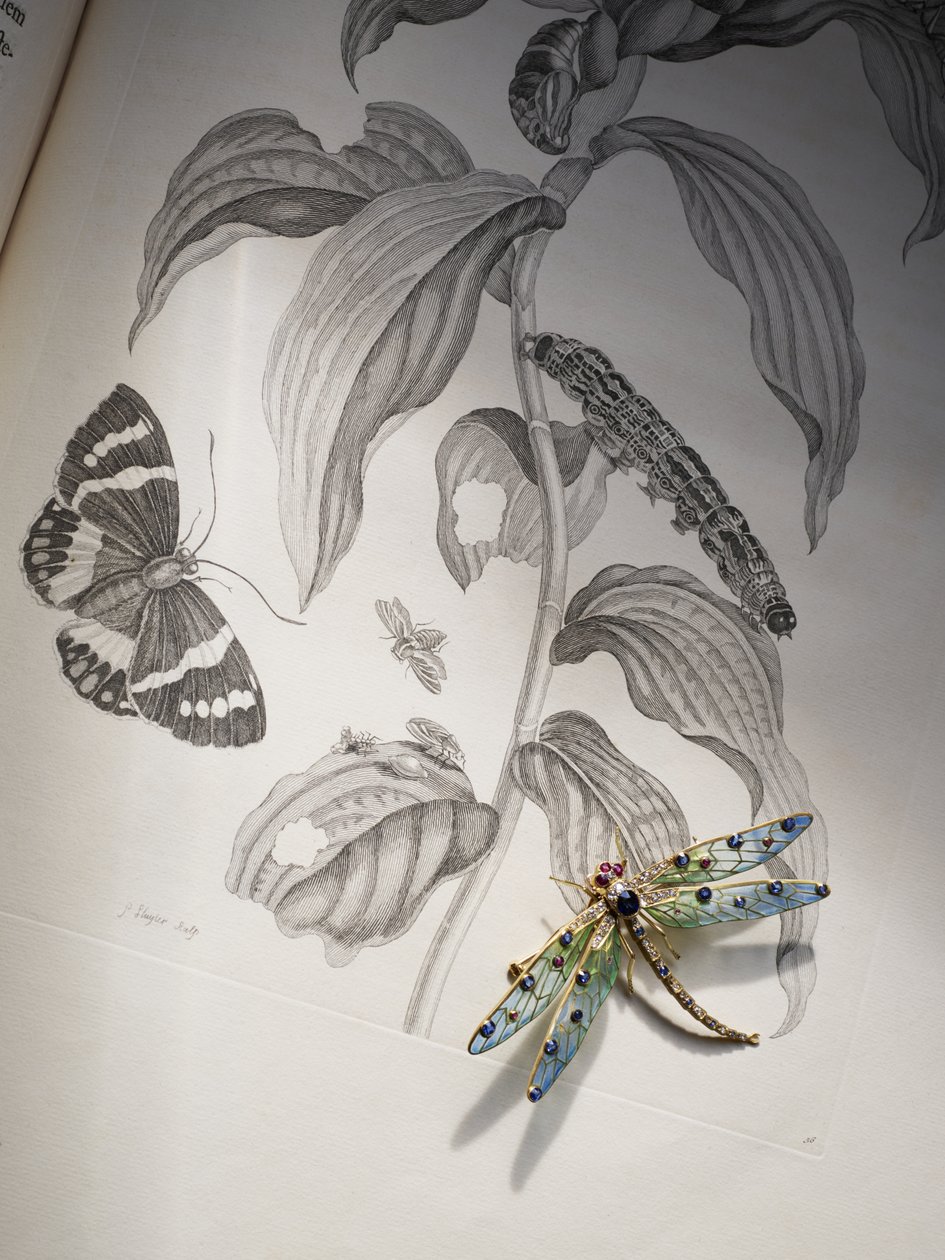 Deborah Devonshiren hyönteis- ja hyönteiskorut Maria Sibylla Merianin Metamorphosis Insectorumin huipulla tekijältä Thomas Kelly
