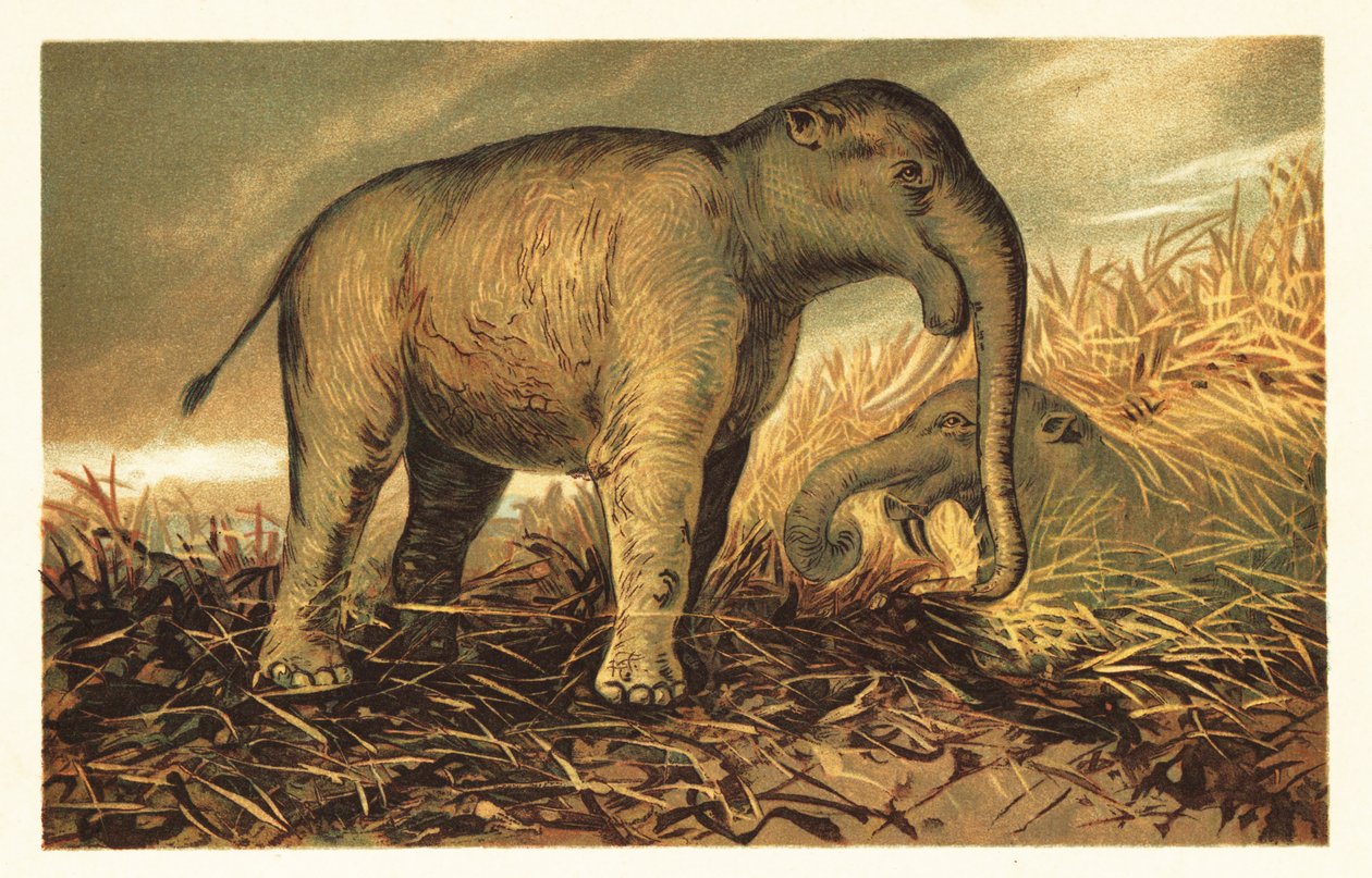 Deinotherium giganteum, nykyajan suuri esihistoriallinen sukulainen 1908 (litografia) tekijältä Unbekannter Künstler