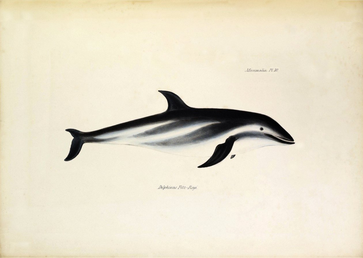 Delphinus Fitz-Royi Musta delfiini tai Fitzroy Beaglen kapteeni Robert Fitzroyn nimen mukaan. Kilpi teoksesta "The zoology of the voyage of H.M.S. Beagle. described by John Gould, with notice of their habits by Charles Darwin". tekijältä Unbekannter Künstler