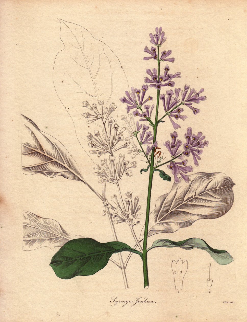 Keski- ja Itä-Euroopasta kotoisin olevan unkarilaisen syreenin (Syringa josikaea) kuvaus. Neiti R. Millsin (toiminut 1836-1842) kuvitus Benjamin Maundin julkaisemassa The Botanist -sarjassa, joka ilmestyi vuosina 1836-1842. Tämä teos on tunnettu tekijältä Unbekannter Künstler