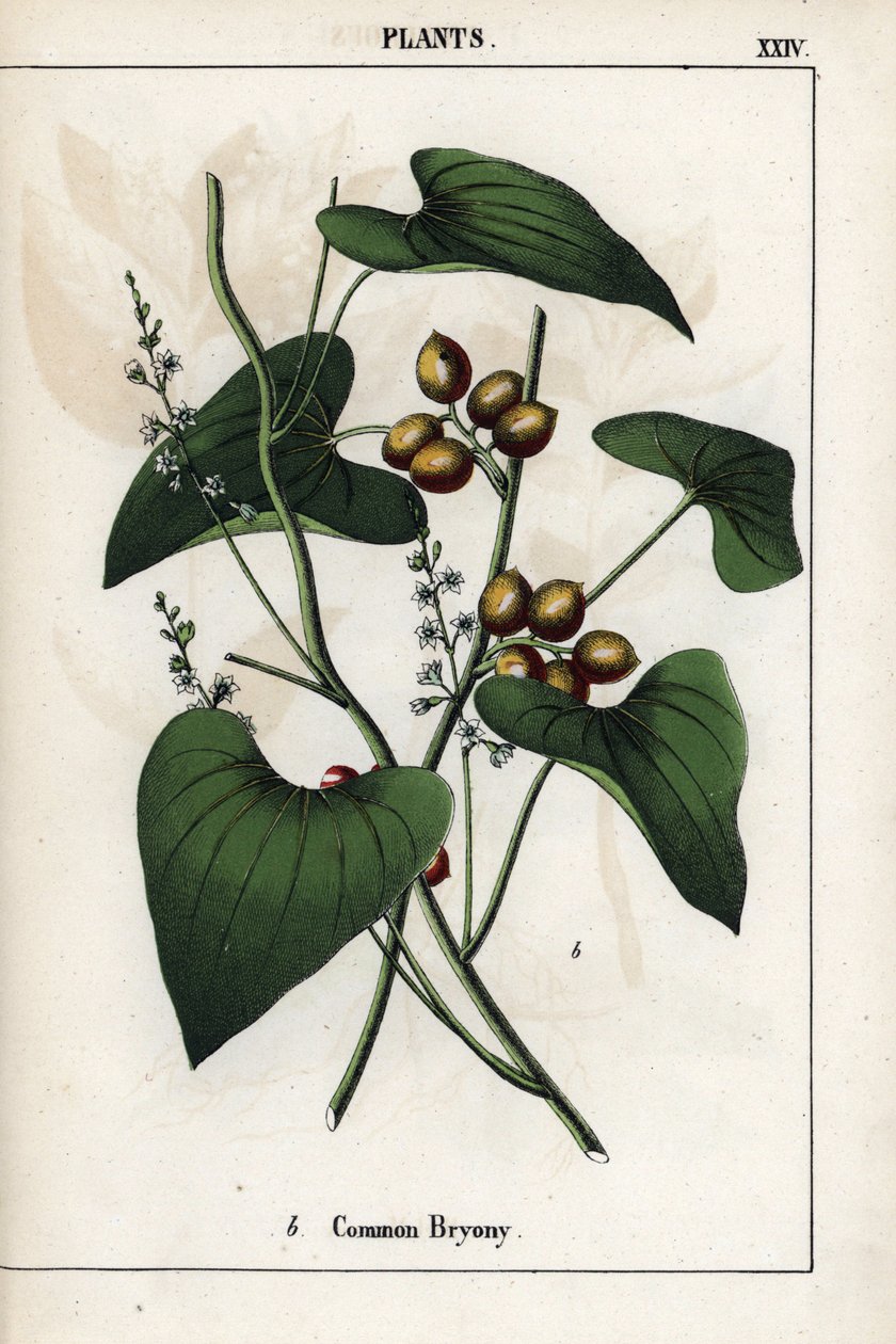 Kuvaus kultaisia marjojaan sisältävästä tavallisesta bryoniasta (Bryonia alba). Kromolitografia teoksessa "Recueil d