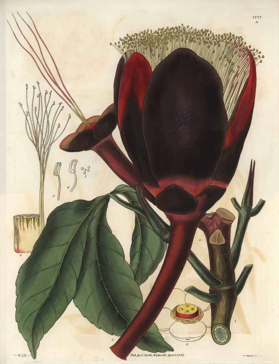 Kuvaus pekaanipuun suuresta tummasuklaisesta kukasta, joka tuottaa syötäviä pähkinöitä, pekaanipähkinöitä. Kasvi on kotoisin Etelä-Amerikasta. Kuvitus: Wiliam Jackson Hooker (1785-1865), brittiläinen kasvitieteilijä ja kirjailija, Glasin yliopiston profess tekijältä Unbekannter Künstler
