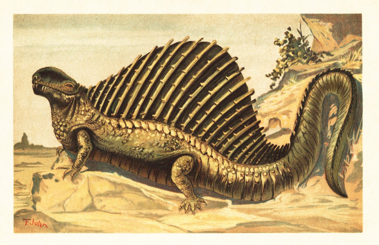 Dimetrodon limbatus ja sen erottuva hermoselkäpurje 1908 (litografia) tekijältä Unbekannter Künstler