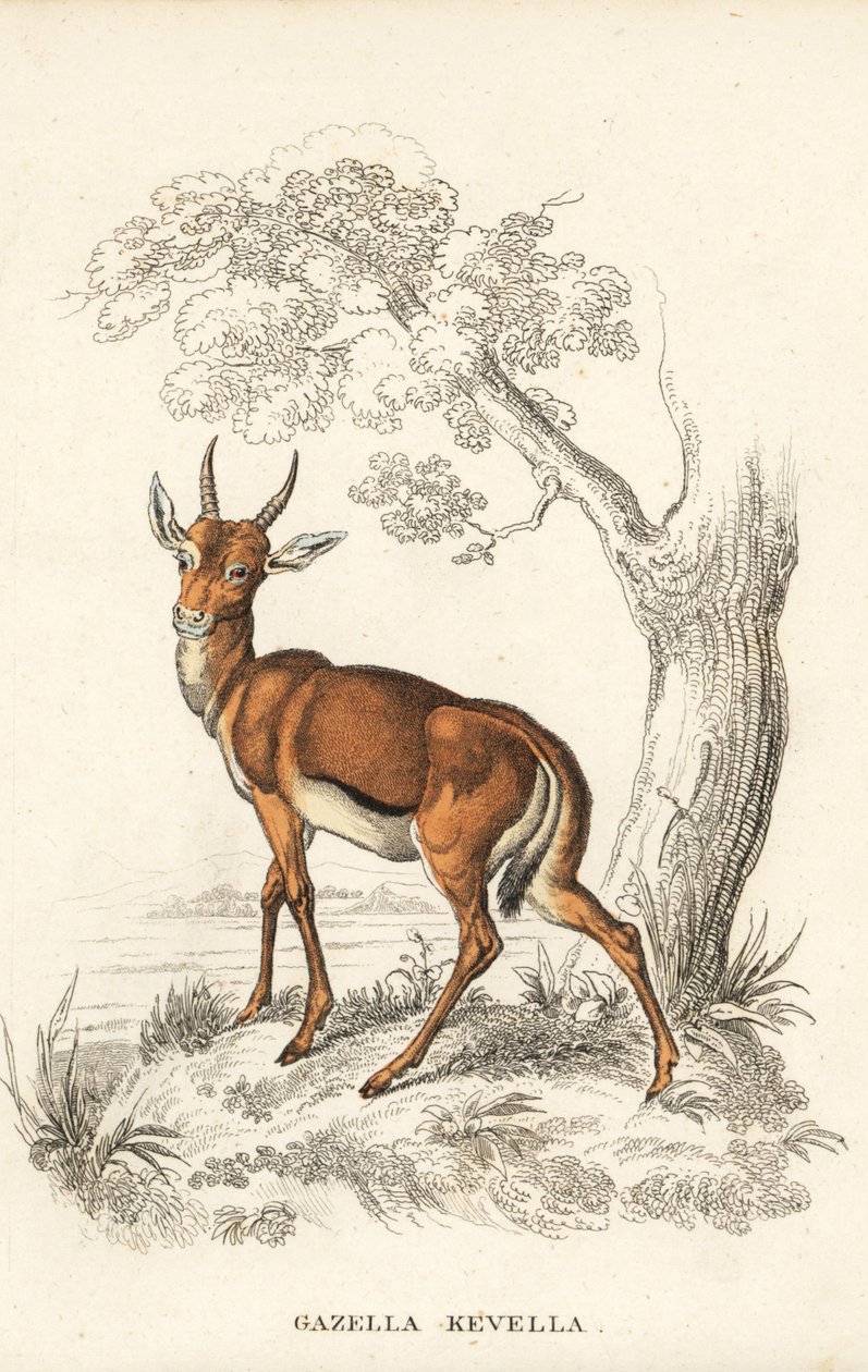 Dorcas gazelle, Gazella dorcas (tavallinen gaselli, Gazella kevella). Haavoittuva. James Stewartin kuvituksen mukaan. Käsinväritetty litografia Georg Friedrich Treitschken luonnontieteellisestä galleriasta, Naturhistorischer Bildersaal des Thierreiches, Li tekijältä Unbekannter Künstler