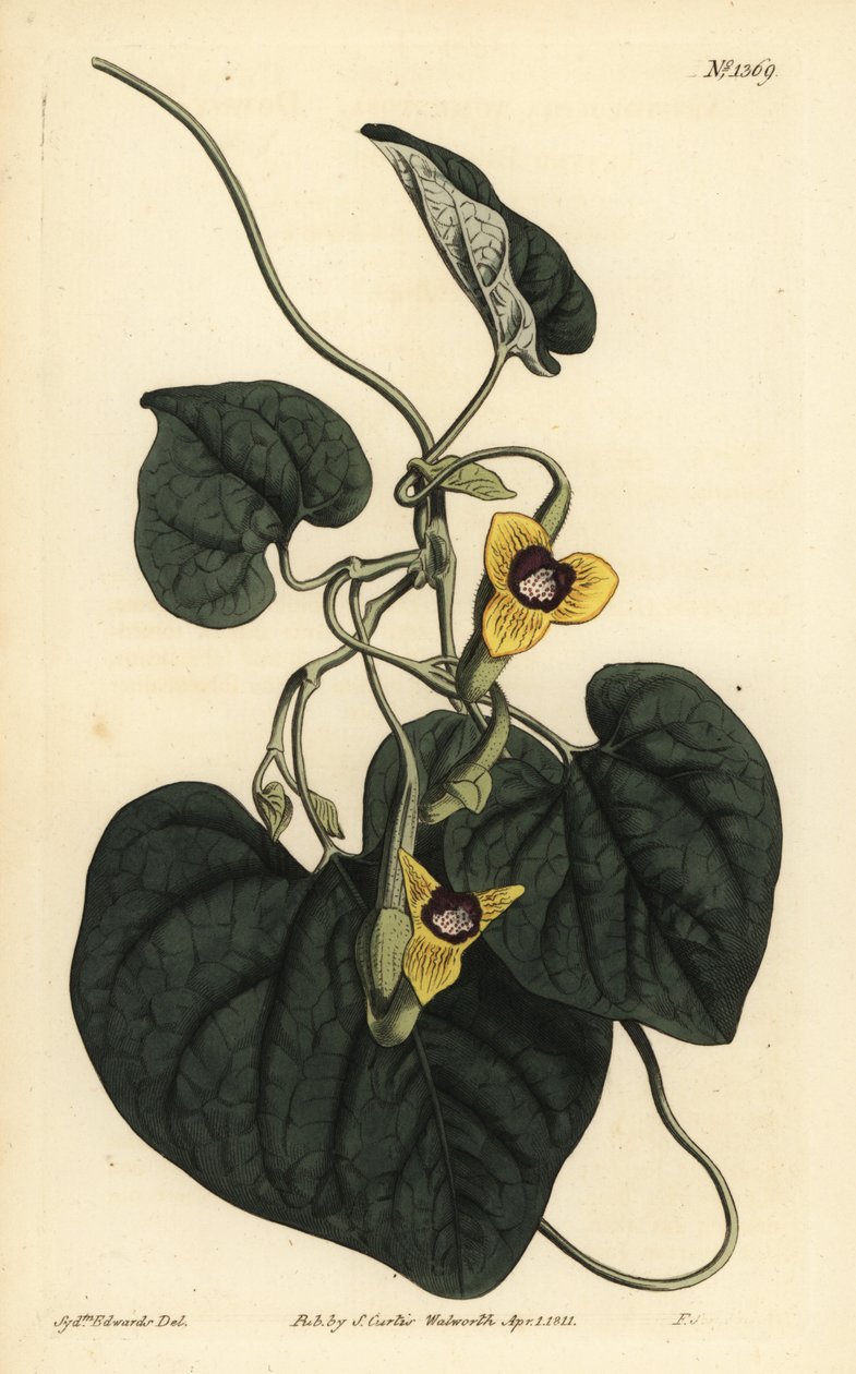 Untuvalehtinen syntymämato, Aristolochia tomentosa tekijältä Unbekannt