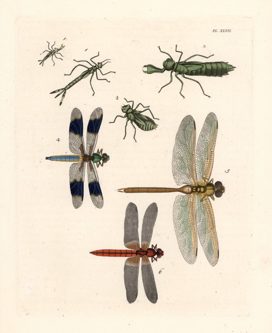 Sudenkorentojen toukkamuodot 1,2,3, valkoselkätikka, Libellula lydia 4, viherpeippo, Anax junius 5, ja tulipunainen tikankontti, Crocothemis servilia 6. Käsinväritetty litografia John O. Westwoodin uudesta painoksesta Dru Druryn teoksesta "Illustrat tekijältä Unbekannter Künstler