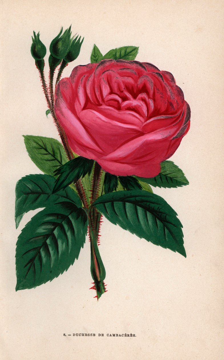 Duchesse de Cambaceres -ruusu, hybridilajike, jonka Monsieur Fontaine of Chatillon kasvatti vuonna 1854. F. Grobon on piirtänyt ja litografoinut kromolitografian Hippolyte Jamainin ja Eugene Forneyn teoksesta "Les Roses", Pariisi, J. Rothschild. tekijältä Unbekannter Künstler