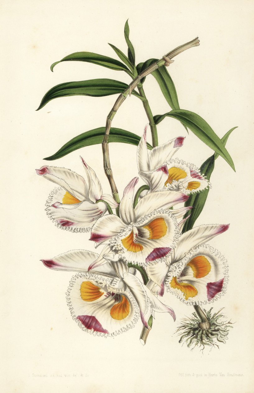Devonshiren herttuan dendrobiumorkidea, Dendrobium devonianum. Stroobantin tekemä käsin väritetty litografia Louis van Houtten ja Charles Lemairen teoksesta Flowers of the Gardens and Hothouses of Europe, Flore des Serres et des Jardins de l