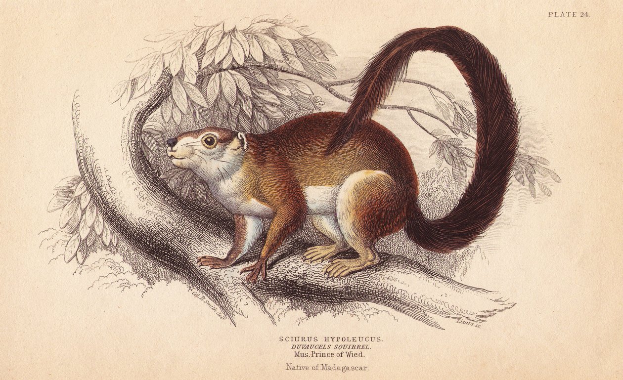 Duvaucels-orava, Sciurus hypoleucus. Intialainen jättiläisorava Wied-Neuwiedin museon Prince Maximilianin museossa olevasta yksilöstä. Lizarsin käsin väritetty teräskaiverrus Charles Hamilton Smithin kuvituksen mukaan William Jardinen Naturalist
