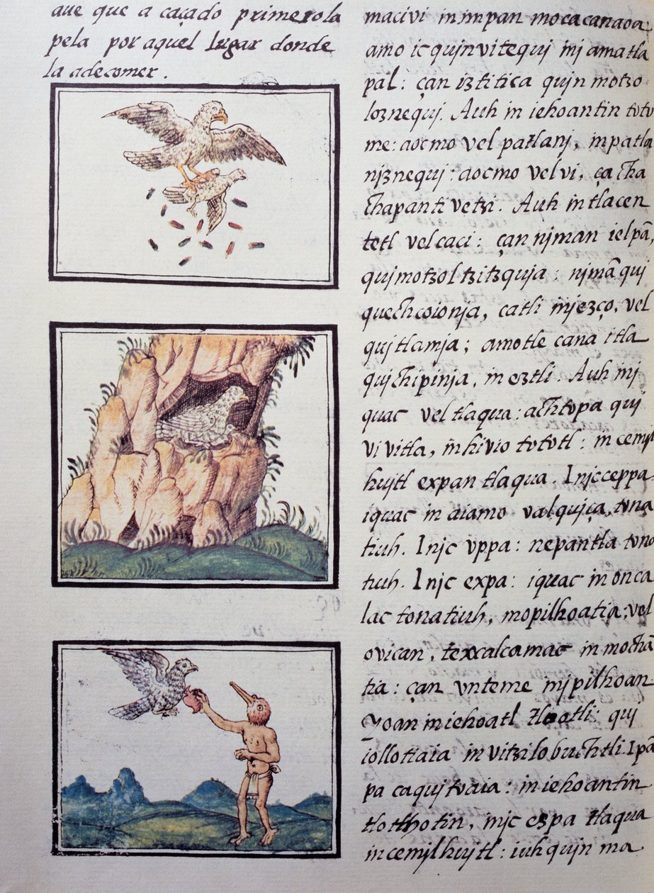 Eagles, sivu Firenzen Codexista, kaksikielinen versio espanjaksi ja nahuatliksi, espanjalaisen lähetyssaarnaajan Fray Bernardino de Sahagunin (1499-1590) Uuden Espanjan asioiden yleinen historia. Atsteekkien sivilisaatio tekijältä William M. Timlin