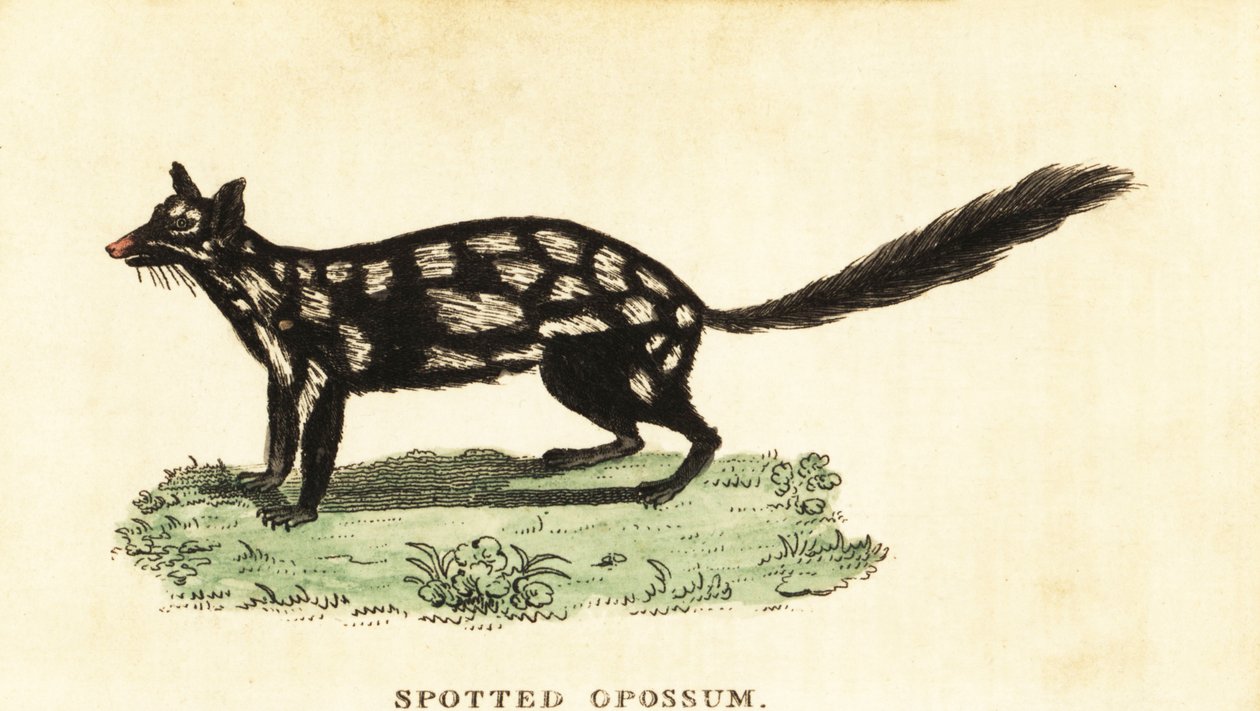 Itäinen quoll, Dasyurus pesukarhu. ,1800 (kaiverrus) tekijältä Unbekannter Künstler