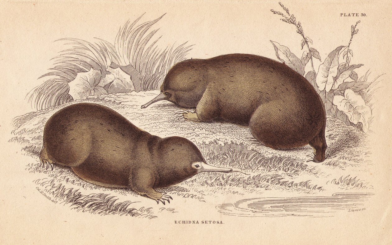 Muurahaiskarhu, Tachyglossus aculeatus (Echidna setosa). Lizarsin käsin värjätty teräskaiverrus Charles Hamilton Smithin kuvituksen mukaan William Jardine