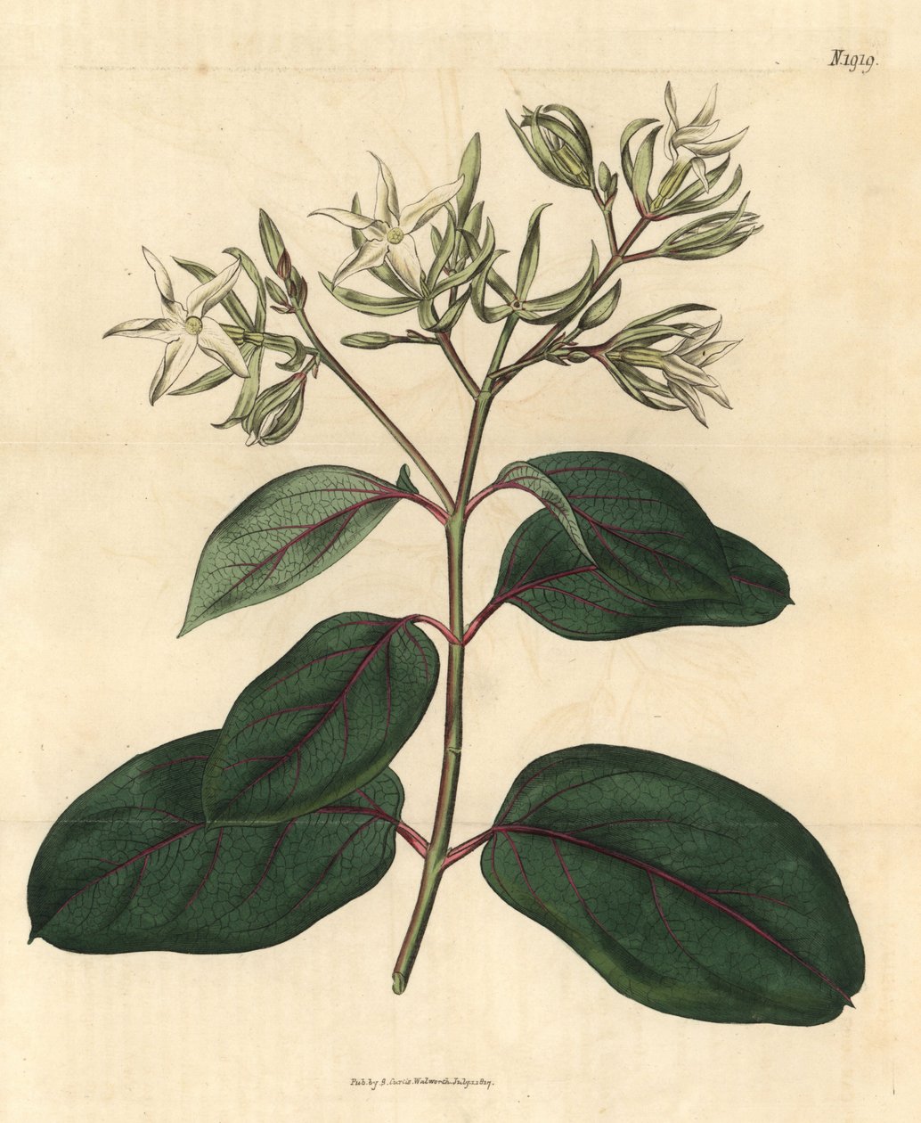 Echite - Kamettia caryophyllata (Kynsinauhan tuoksuiset echiitit, Echites caryophyllata). Käsinväritetty kasvitieteellinen kaiverrus John Simsin Curtis