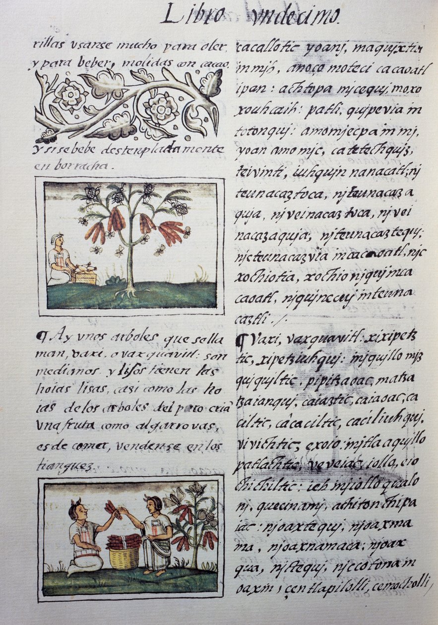 Syötävät kasvit, punaiset pavut, sivu Firenzen Codexin kirjasta XI, kaksikielinen versio espanjaksi ja nahuatl, General History of Things of New Spain, espanjalainen lähetyssaarnaaja Fray Bernardino de Sahagun (1499-1590). Atsteekkien sivilisaatio tekijältä William M. Timlin