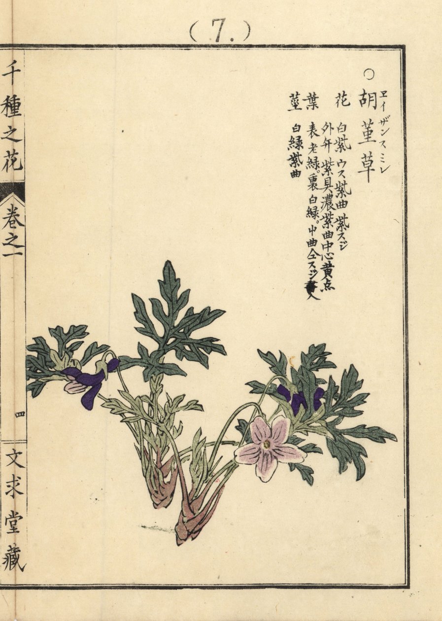 Eizan sumire gold eizan violet, Viola eizanensis. Kono Bairein käsin tekemä puupiirros, Senshu no Hana (Tuhat kukkalajiketta), Bunkyudo, Kioto. tekijältä Unbekannter Künstler
