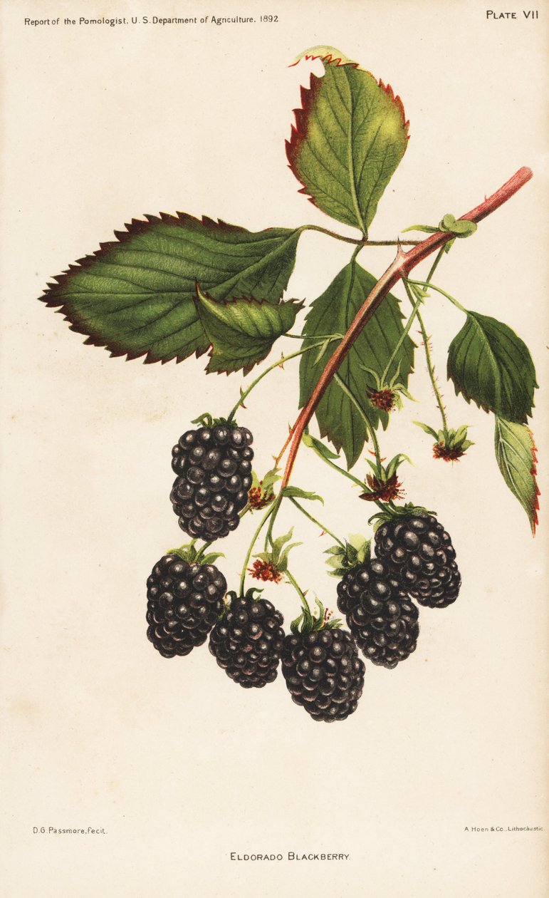 Eldoradon karhunvatukka, Rubus fruticosus. Hoenin tekemä kromolitografia D.G. Passmoren kasvitieteellisen kuvituksen mukaan, joka on peräisin Yhdysvaltain maatalousministeriön Pomologist Report of the Pomologist -julkaisusta. tekijältä Unbekannter Künstler