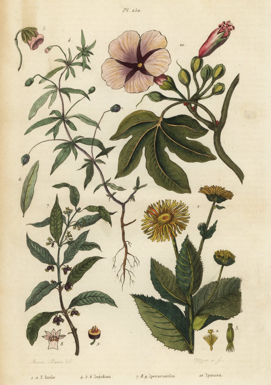 Elecampane, Inula helenium 1-3, vihreä violetti, Hybanthus-lajit Ionidium polygalifolium 4-6, ipecacuanha, Carapichea ipecacuanha 7-9 ja aamukirkko, Ipomoea insignis 10 tekijältä Unbekannt