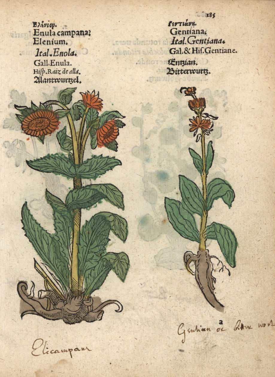 Elecampane, Inula helenium ja gentianlajit. Käsinväritetty puupiirroskuva kasvitieteellisestä kuvituksesta Adam Lonicerin teoksesta Krauterbuch, or Herbal, Frankfurt. tekijältä Unbekannter Künstler