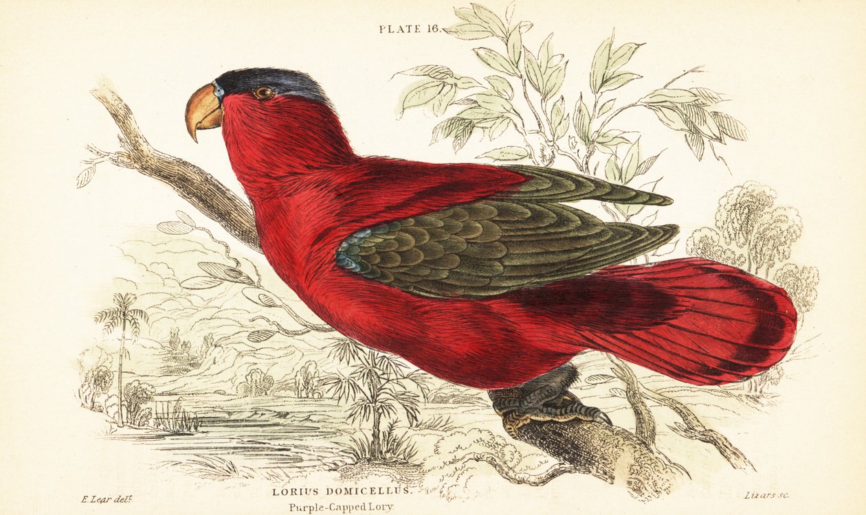 Uhanalainen purppuranaped lory, Lorius domicella. 1889 (kaiverrus) tekijältä Unbekannter Künstler