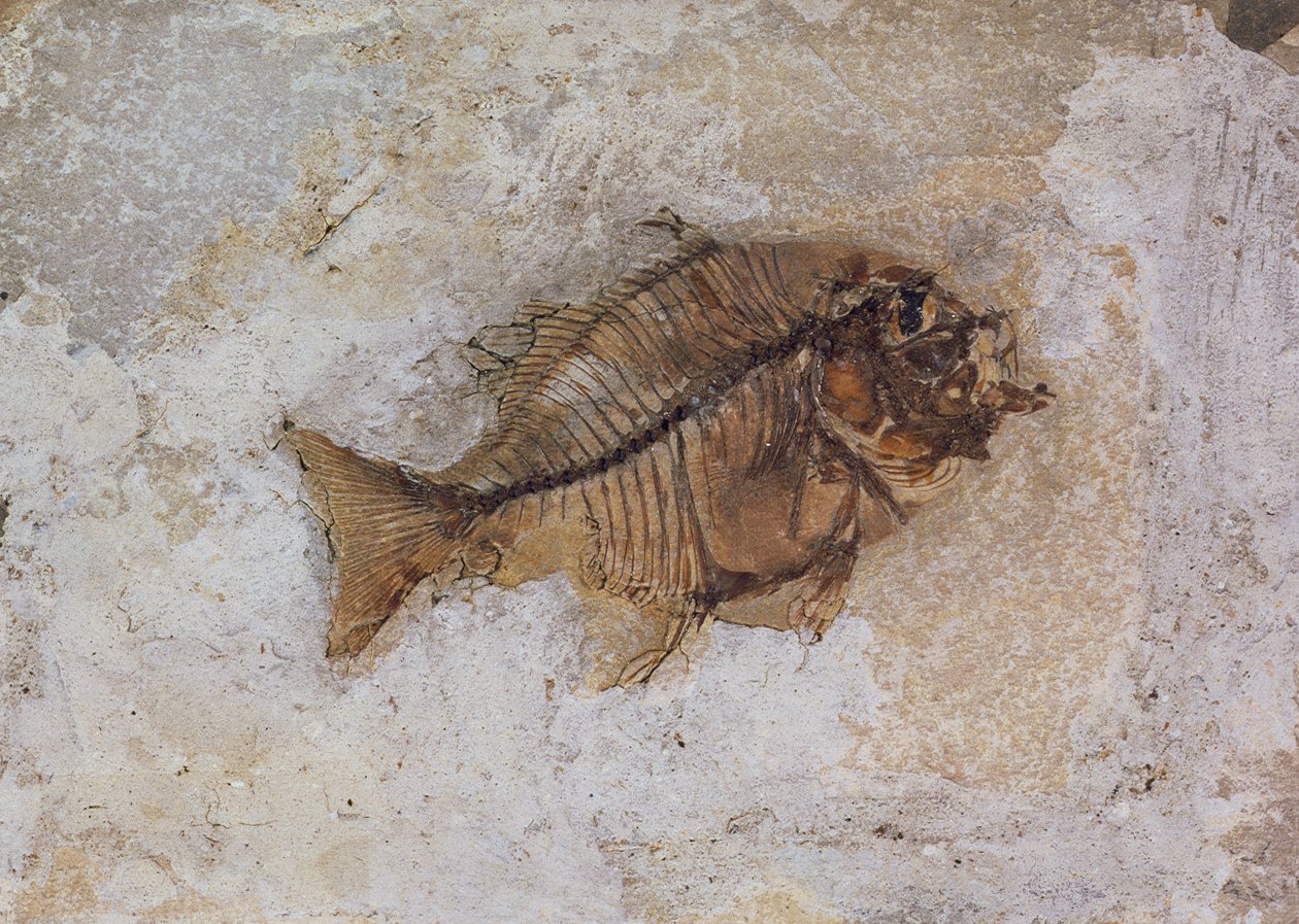 Ephippus oblongus (kalafossiili) löydetty Monte Bolcasta, lähellä Veronaa, Italia, eoseenikausi (fossiili) tekijältä Unbekannt