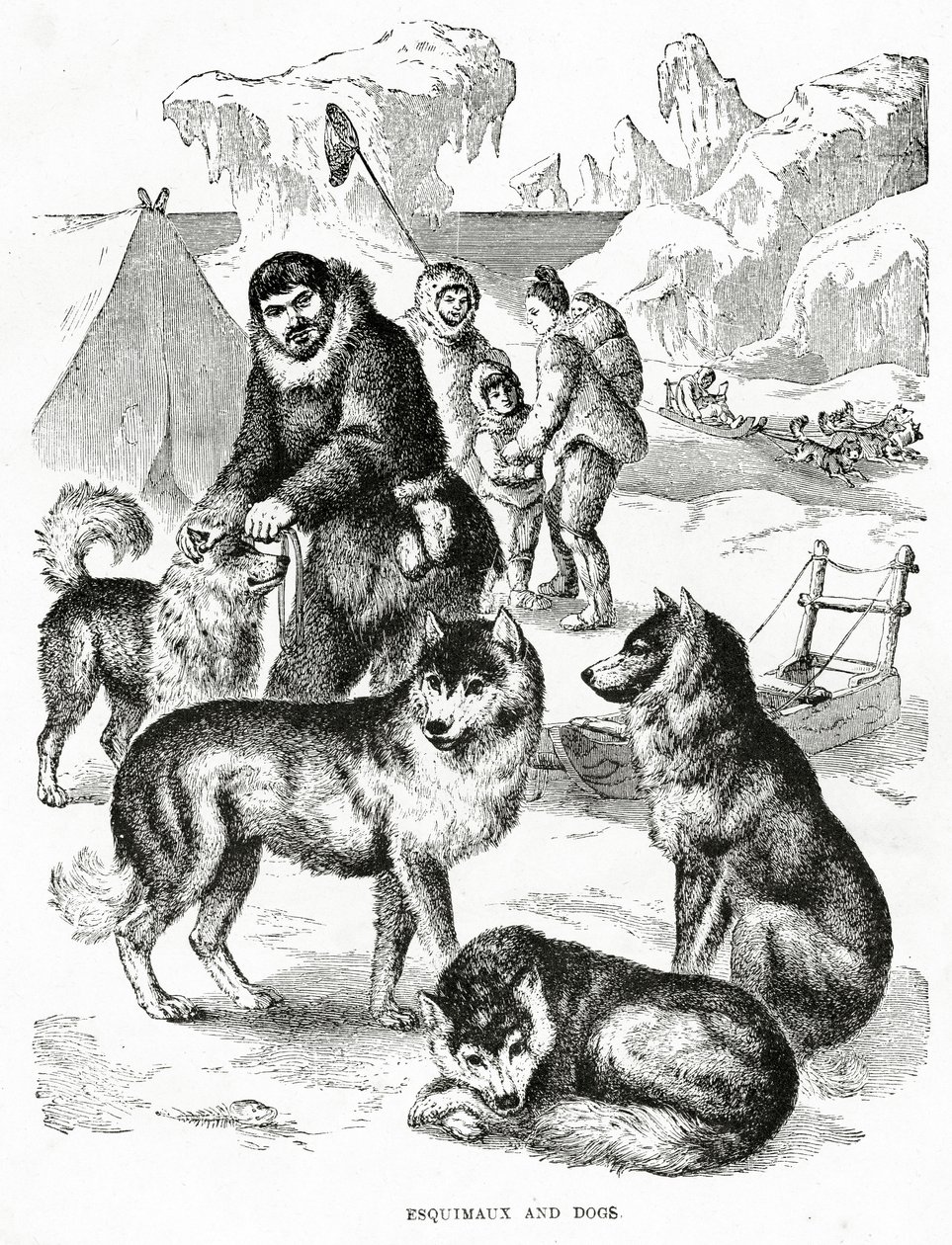 Eskimot ja koirat. 1902 (jäseniä) tekijältä Unbekannt