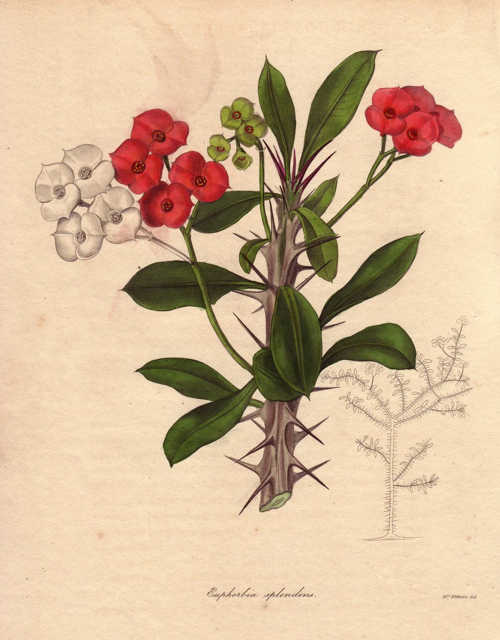 Euphorbia milii. Kutsutaan myös nimellä Kristuksen epine, piikkikruunu tai Kristuksen kasvi. Laji on kotoisin Madagaskarilta. Sen nimi tulee sen piikkivarsista ja sen karmiininpunaisesta kukasta. tekijältä Unbekannter Künstler