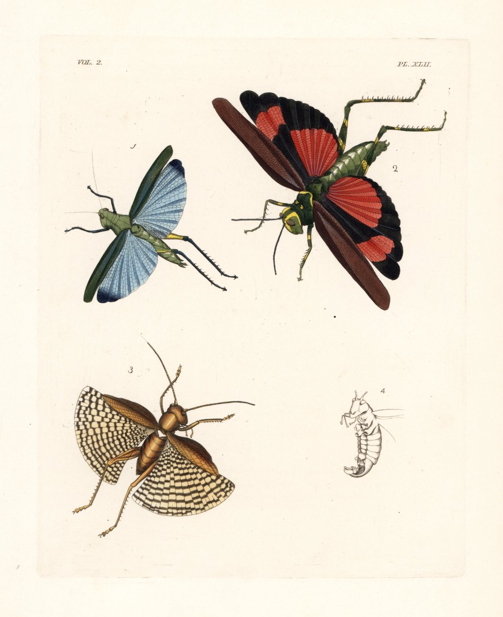 Eupropacris coeruleus heinäsirkka 1, Chromacris miles 2 ja Gryllacris tessellata 3. Käsin väritetty litografia John O. Westwoodin uudesta painoksesta Dru Druryn teoksesta "Illustrations of Exotic Entomology", Bohn, Lontoo. tekijältä Unbekannter Künstler