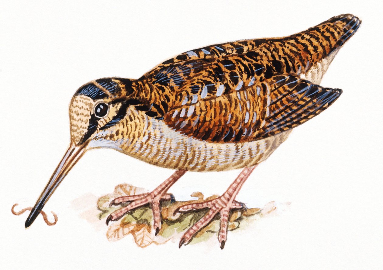 Euraasian metsäkurkko, Scopolax rusticola tekijältä Unbekannt