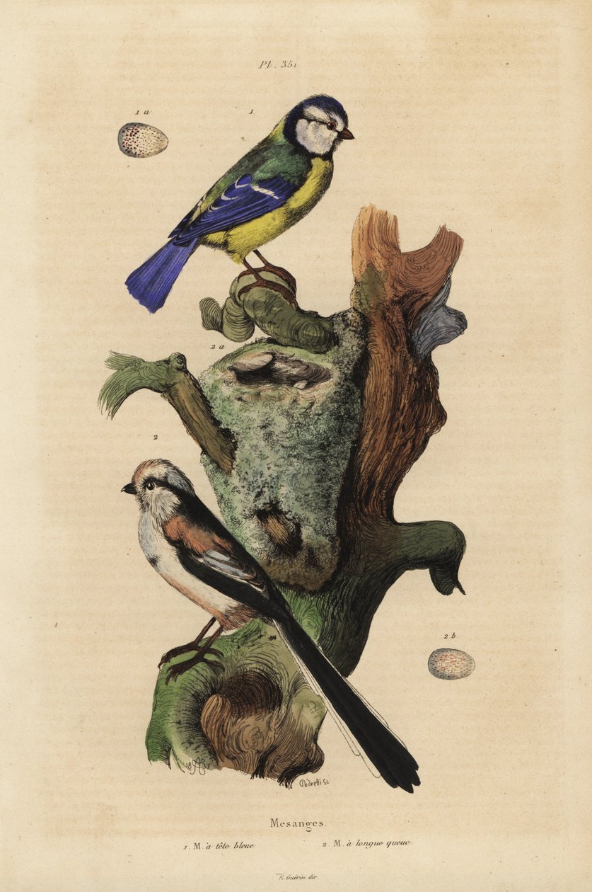 Euraasian sinitiainen, Cyanoses caeruleus ja muna, ja pitkähäntätiainen, Aegithalos caudatus, pesä ja muna tekijältä Unbekannt