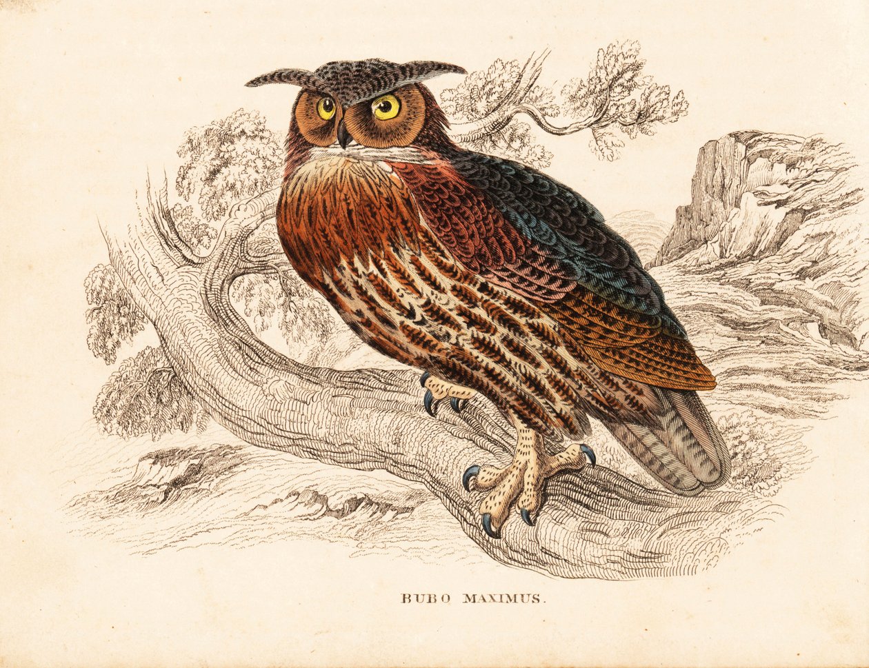 Huuhkaja, Bubo bubo (huuhkaja, Bubo maximus). Käsinväritetty teräskaiverrus Georg Friedrich Treitschken luonnonhistoriallisesta galleriasta, Naturhistorischer Bildersaal des Thierreiches, Liepzig. tekijältä Unbekannter Künstler