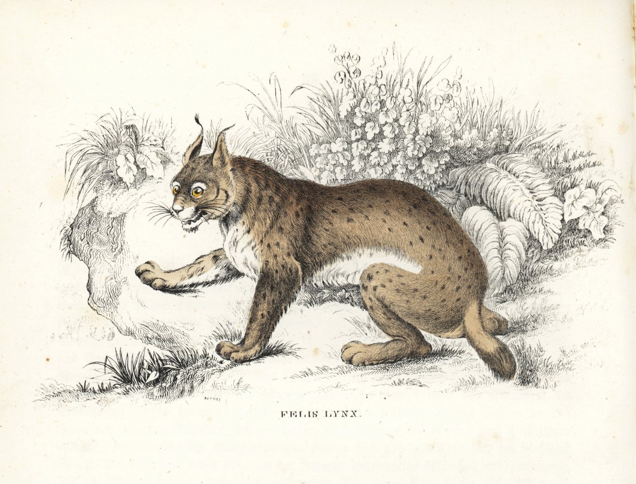 Euraasian ilves, Lynx lynx (Felis lynx). Käsinväritetty litografia Georg Friedrich Treitschken luonnontieteellisestä galleriasta, Naturhistorischer Bildersaal des Thierreiches, Liepzig-1842. tekijältä Unbekannter Künstler
