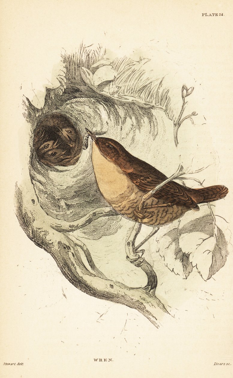 Euraasian wren, Troglodytes troglodytes.1889 (kaiverrus) tekijältä Unbekannter Künstler