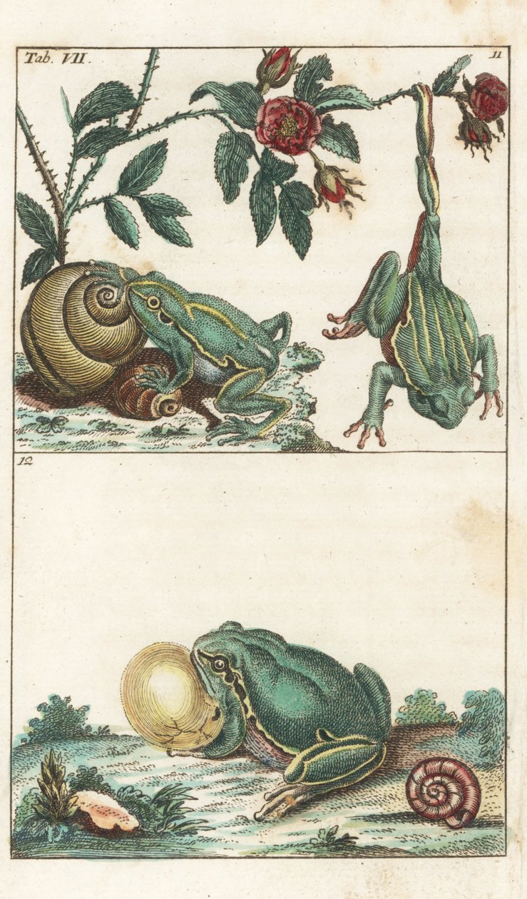 Eurooppalaiset ja italialaiset sammakot - Vahva vesi, kirjoittanut Gottlieb Tobias Wilhelm (1758-1811), Luonnonhistorian tietosanakirjasta: Amphibians tekijältä Unbekannter Künstler